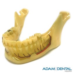 Mandible Natural Size Dental/Education