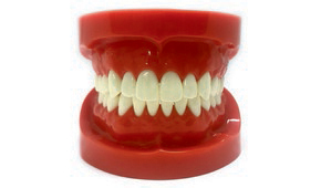 Educational Dental Models