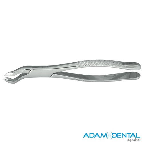 1st and 2nd Upper Molar Right Anatomical #88R